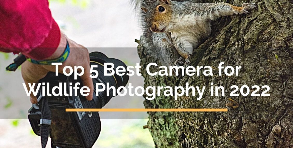 best camera for wildlife photography