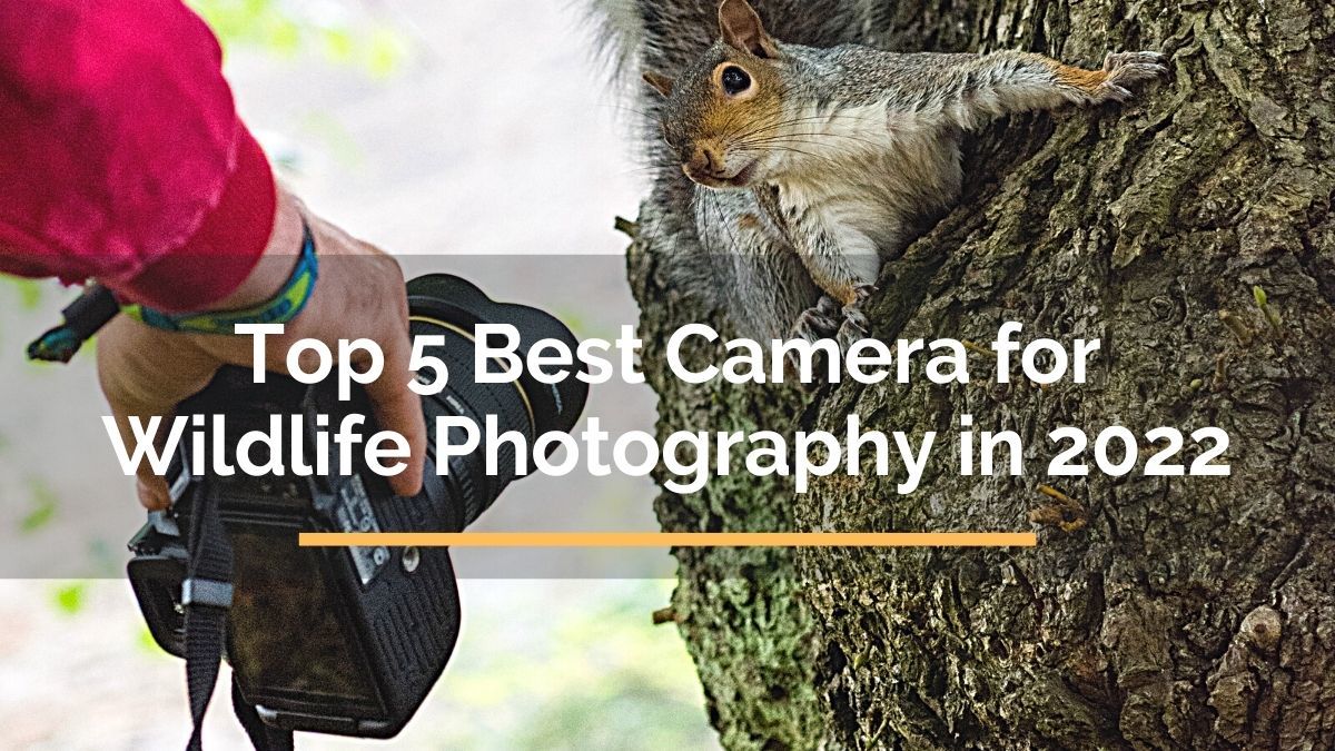 Top 5 Best Camera For Wildlife Photography in 2021 ForTravelista