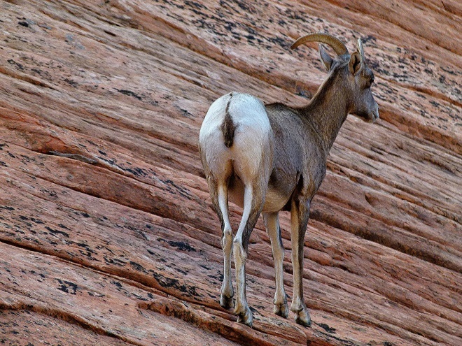 mountain sheep